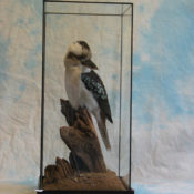 Kookaburra by Jack Fishwick 2003