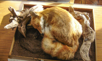 Fox by Wayne Pyle 2007