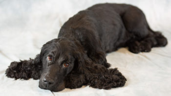 Cocker Spaniel by Colin Scott 2017