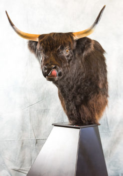 Highland Cow by Dave Hollingworth 2017