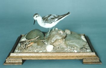 Phalarope by James Dickinson 1993