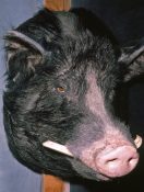 Boar Head by Emily Mayer 1986