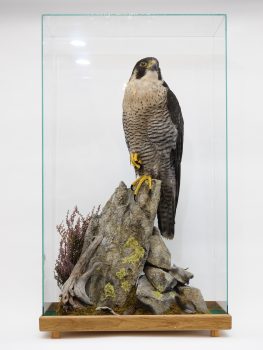Peregrine Falcon by Peter Scott 2020