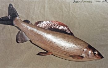 Grayling by Peter Summers 1986