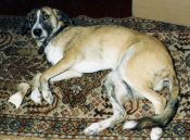 Dog by Dick Hendry 1988