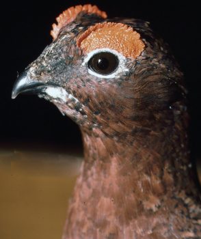 Grouse by Peter Summers 1990