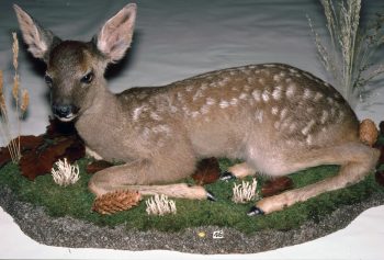 Roe Fawn by Jonathan Standing 1991