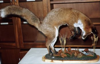 Fox by Jonathan Standing 1992