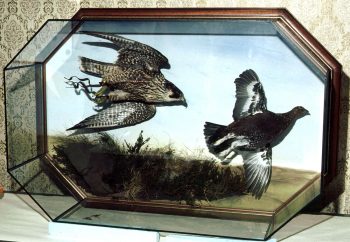 Peregrine chasing Grouse by Mike Gadd 1992