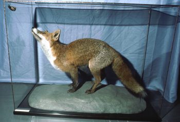 Fox by Emily Mayer 1995