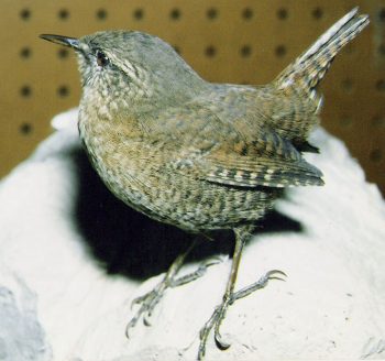 Wren by Peter Summers 1997