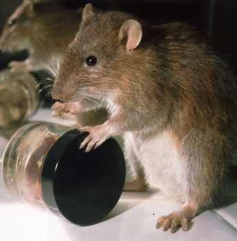 Brown Rat by Emily Mayer 2002