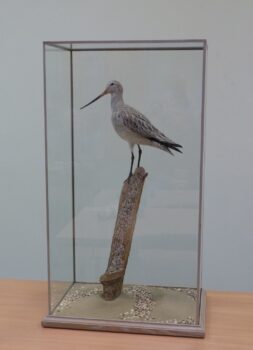 Bar-tailed Godwit by James Dickinson