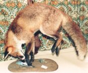 Fox by Brian Jackson 1987