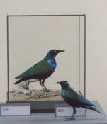 Greater Blue-eared Starling & Lesser Blue-eared Starling by Jack Fishwick 2016