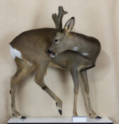 Roe Buck by Dave Hollingworth 2016