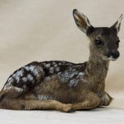 Roe Fawn by Will Matthews 2016