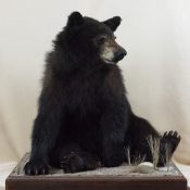 Bear by Steve Brown 2016