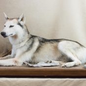 Dog by Steve Brown 2016