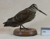 Woodcock by Martin BourneKingfisher 2016