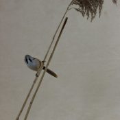 Bearded Tit by Pete SummersKingfisher 2016