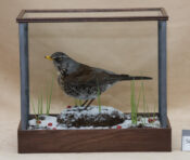 Fieldfare by Dave Hornbrook 2016