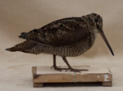 Woodcock by Dave Hornbrook 2016