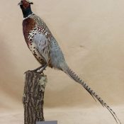 Pheasant by Isobel Hiom 2016