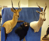 Puku by Steve Newcombe 2009