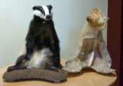Badger by Phil Leggett 2009