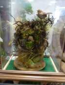 Wrens by Stewart Barber 2009