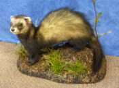 Ferret by Steve Toher 2009
