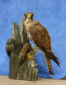 Kestrel by Heather Beadle 2009