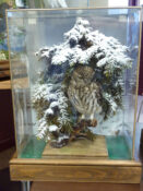 Little Owl by Stewart Barber 2009