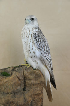 Gyrfalcon by Mike Gadd 2009