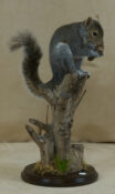 Squirrel by Mike Gadd 2010