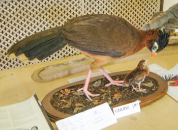 Curassow by Colin Scott 2007