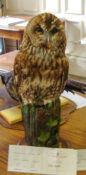 Tawny Owl by Dennis Baker 2007