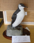 Razorbill by Rob Marshall 2007