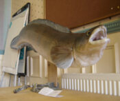 Conger Eel by Peter Scott 2007