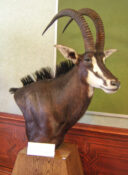 Sable Head by Gary Tatterton 2007