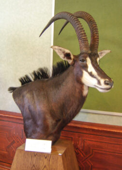 Sable Head by Gary Tatterton 2007