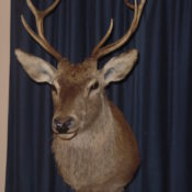 Red Stag by Dave Spau 2001l