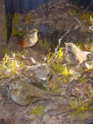 Song Thrush & Redwings by Jack Fishwick 2001