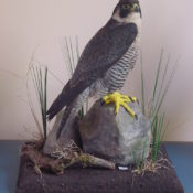 Peregrine Falcon by Steve Toher 2001