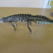 Newt by Steve Massam 2001