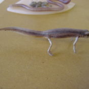 Newt by Steve Massam 2001