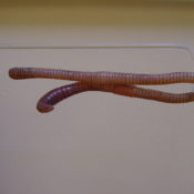 Worm by Steve Massam 2001