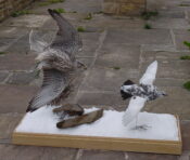 Gyr Falcon with Ptarmigan by Mike Gadd 2002