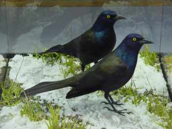 Grackle by Jack Fishwick 2002